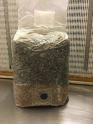 All In One Mushroom Growing Kit Compost Rye Grain 5lbs Substrate Just Add Spores